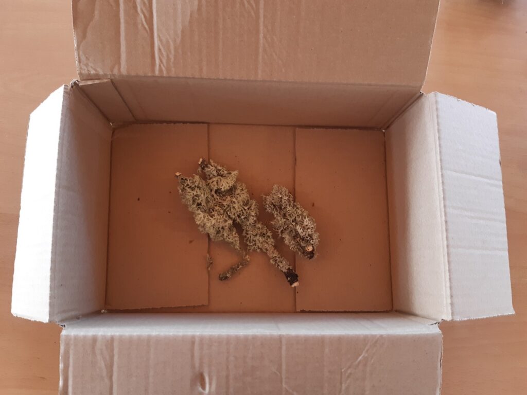 Boîte en carton ouverte avec des branches recouverte de mousse dedans.