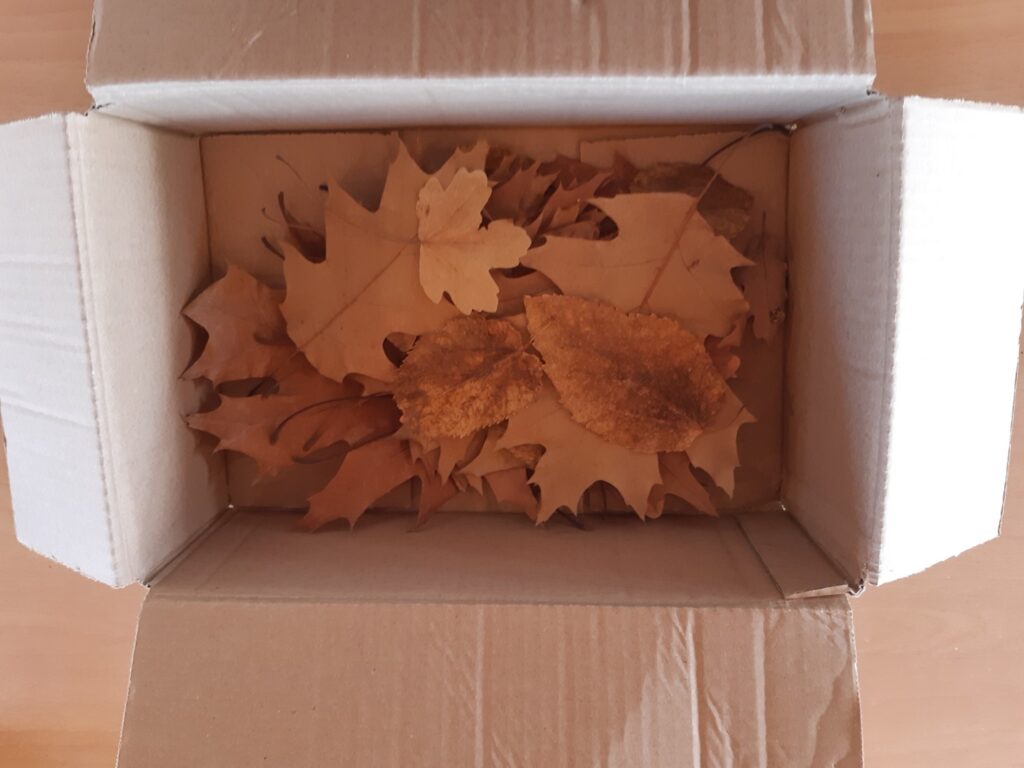 Boîte en carton ouverte avec des feuilles mortes dedans.