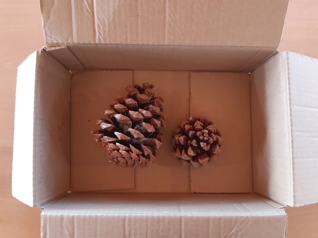 Boîte en carton ouverte avec des pommes de pin dedans.