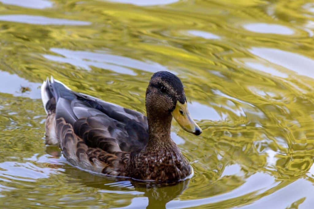 Un canard sur l'eau.