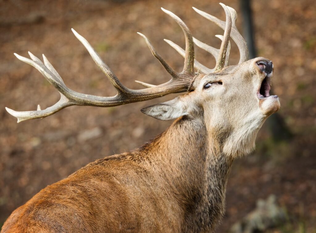 Cerf qui brame.