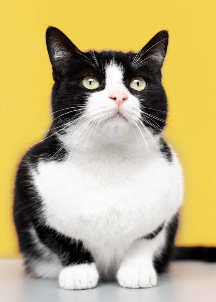 Chat noir et blanc.