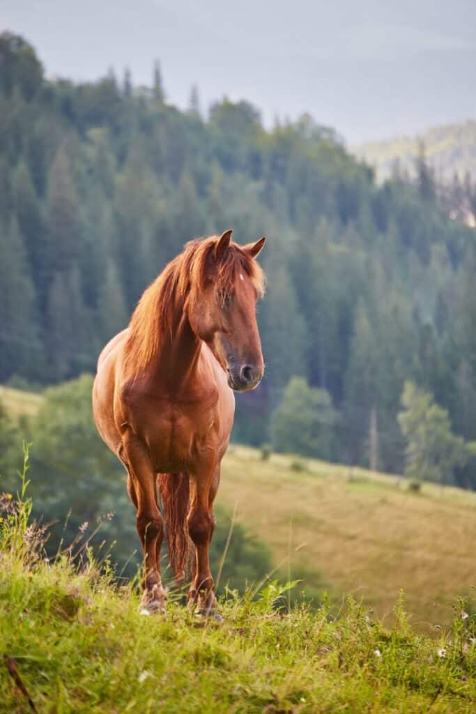 Cheval marron dans un champ.