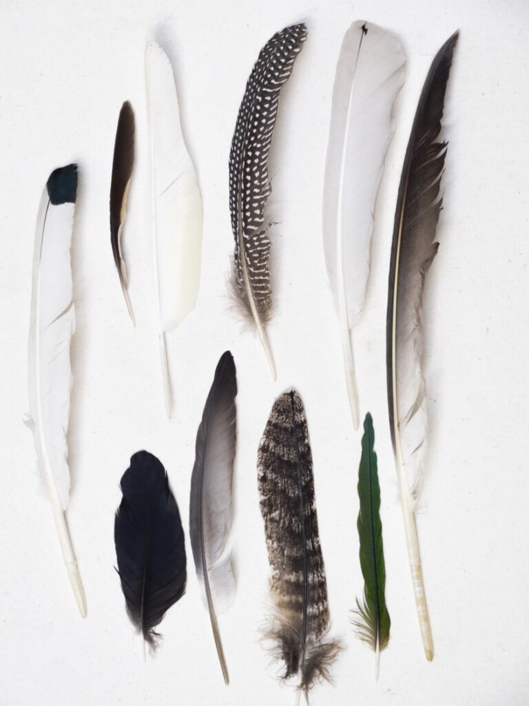 Une collection de plumes d'oiseaux.