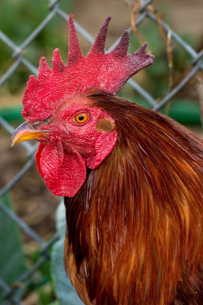 Coq en gros plan.