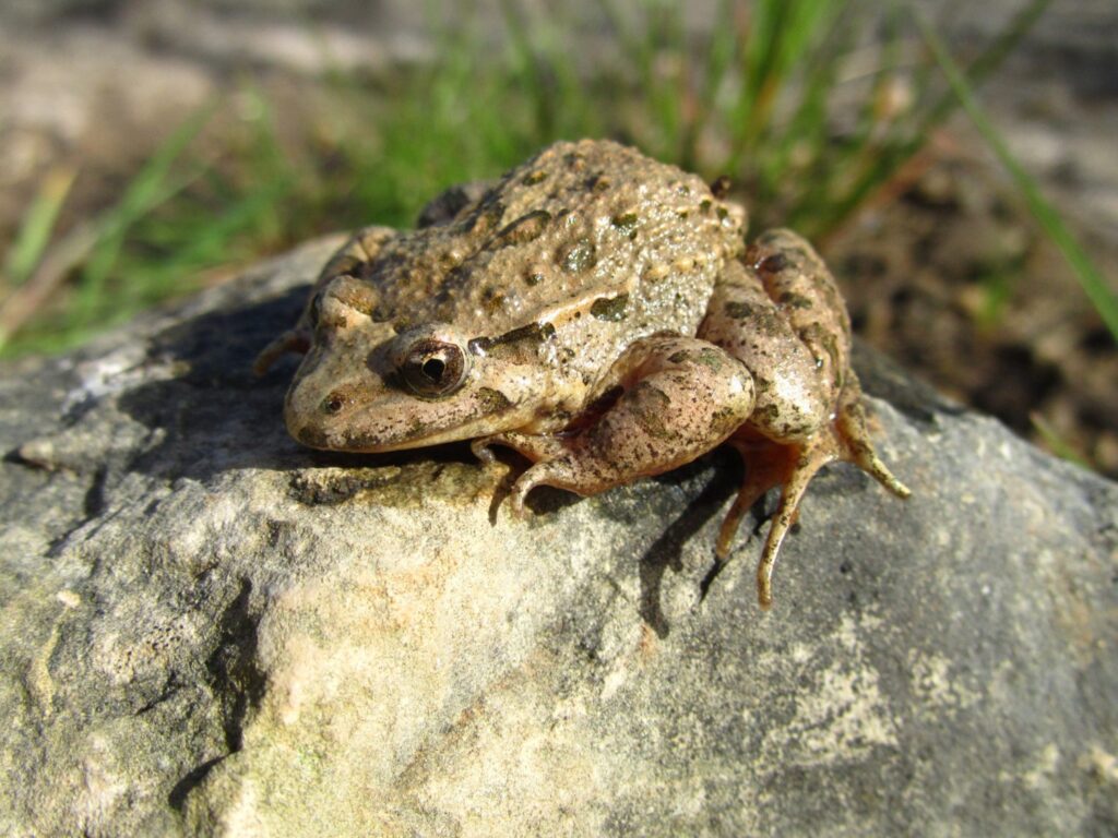 Crapaud sur un rocher.