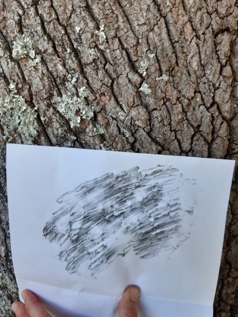 Décalquer le tronc des arbres.