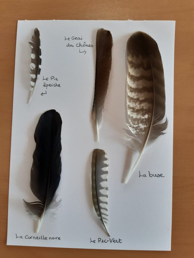 Fiche avec les noms des plumes.