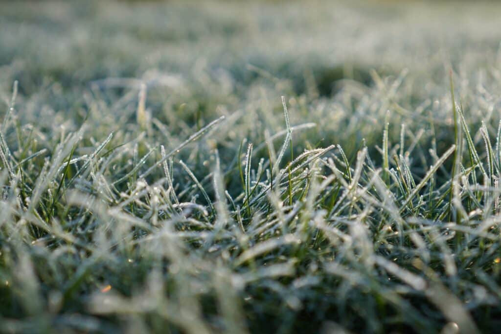 Du givre sur l'herbe en hiver.