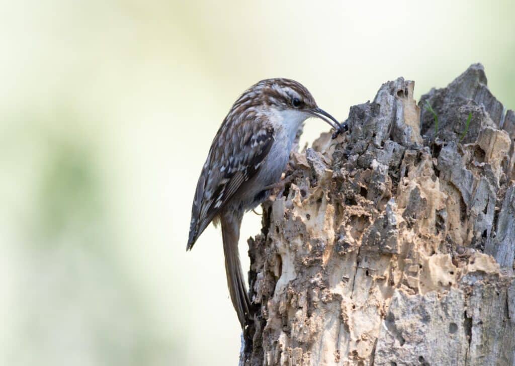 Un grimpereau des jardin sur un arbre mort.