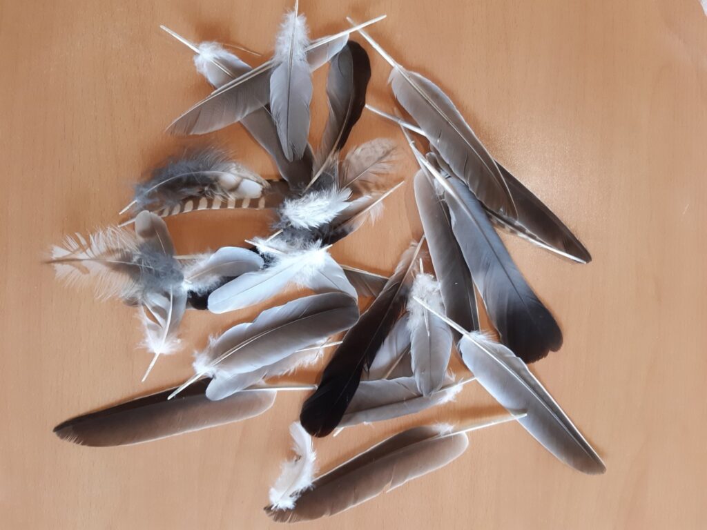 Groupe de plumes sur une table.
