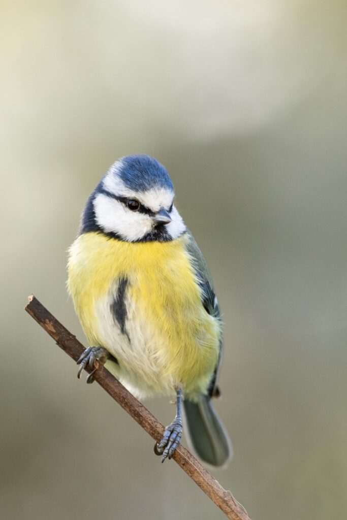 Une mésange bleue sur une branche.
