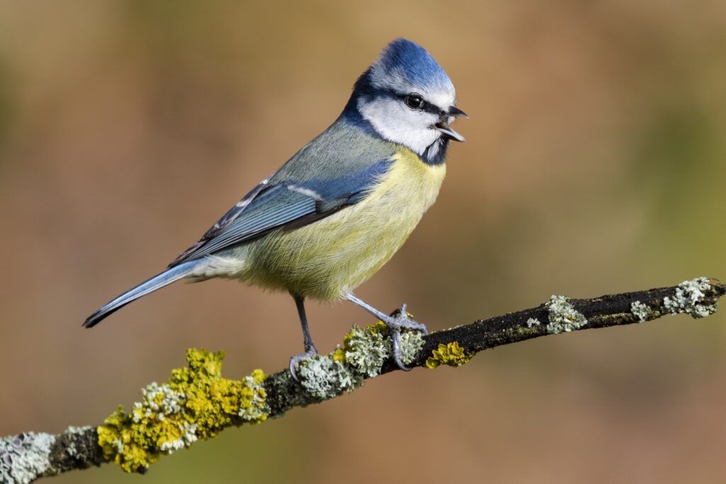 Une mésange bleue sur une branche qui chante.