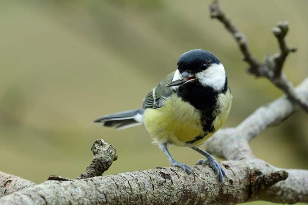 Une mésange charbonnière qui mange une graine sur une branche.