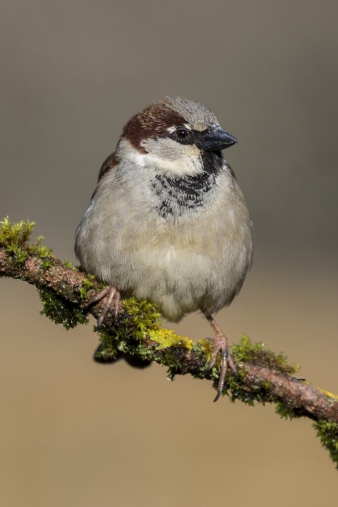 Un moineau domestique sur une branche d'arbre.