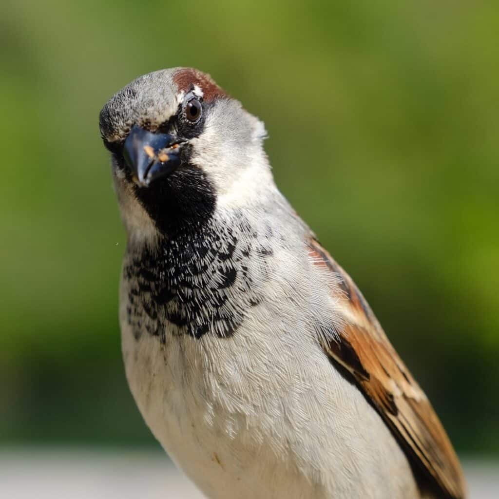 Moineau qui observe.