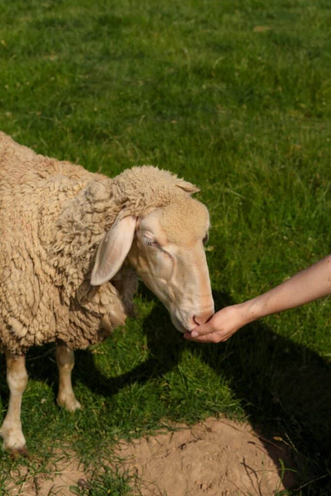 Un mouton qui mange dans une main.