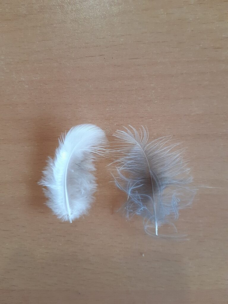 Deux plumes de duvet.