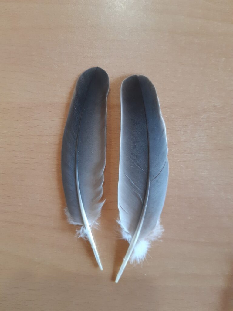Des plumes de vol et de contour.
