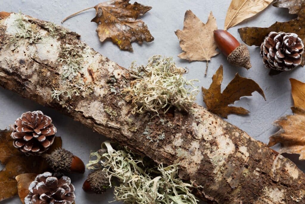 Récolte en forêt en automne : branches, mousses, feuilles mortes, pommes de pin.