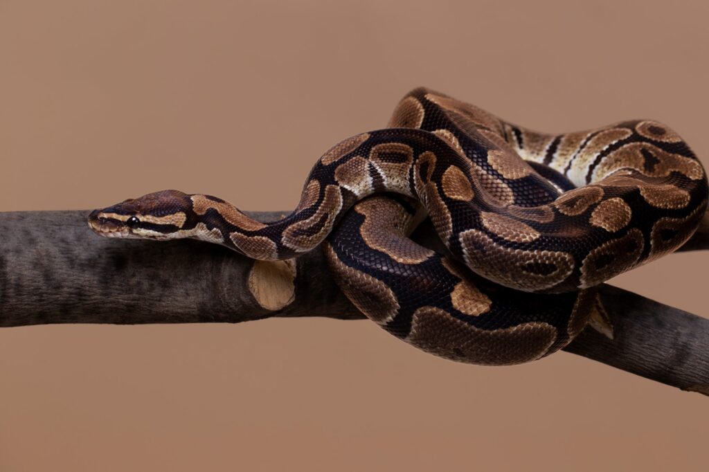 Un serpent sur une branche.