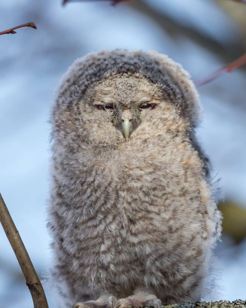 Un bébé hibou qui ferme les yeux.