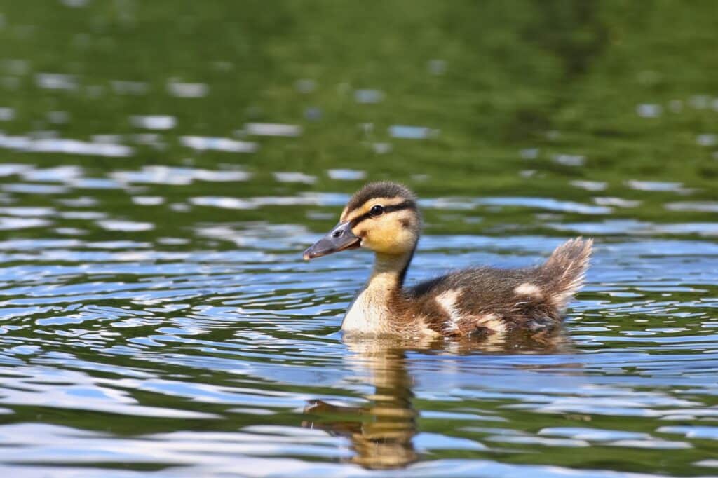 Un caneton sur l'eau.