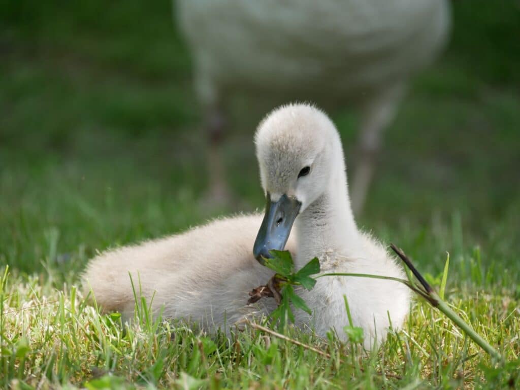 Un cygneau dans l'herbe.