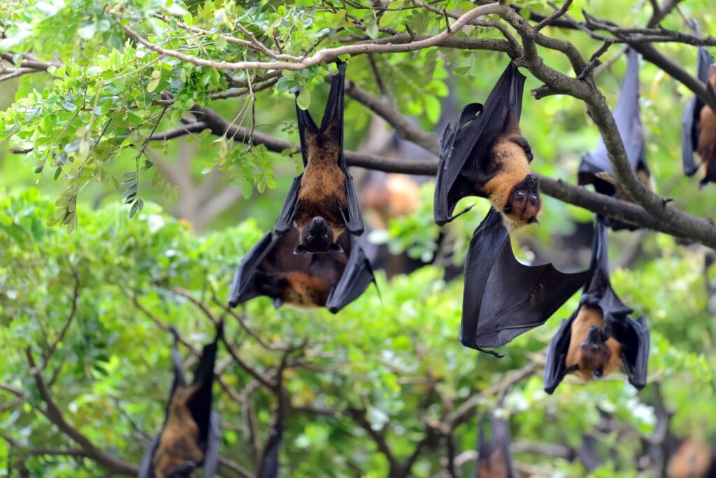 Un groupe de chauve-souris pendues aux branches des arbres.