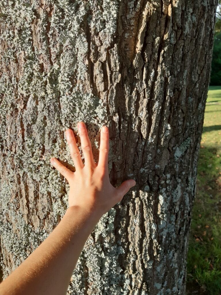 Un enfant touche un tronc d'arbre pour essayer de le reconnaître.