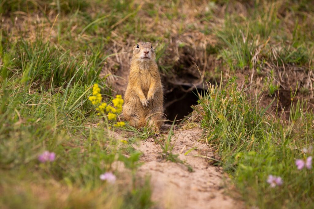 Un marmotton devant son terrier.