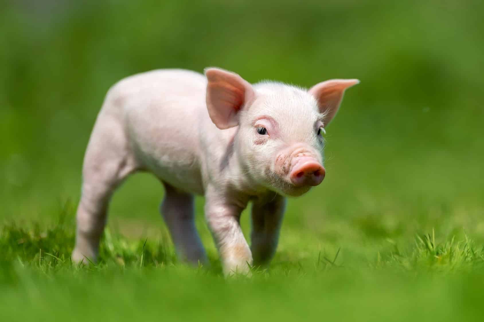 Un porcelet dans l'herbe.