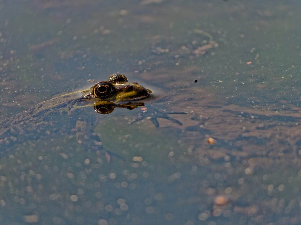 Un grenouille dans l'eau entourée de têtards.