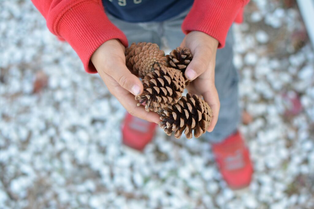 Des pommes de pins dans les mains d'un enfant.
