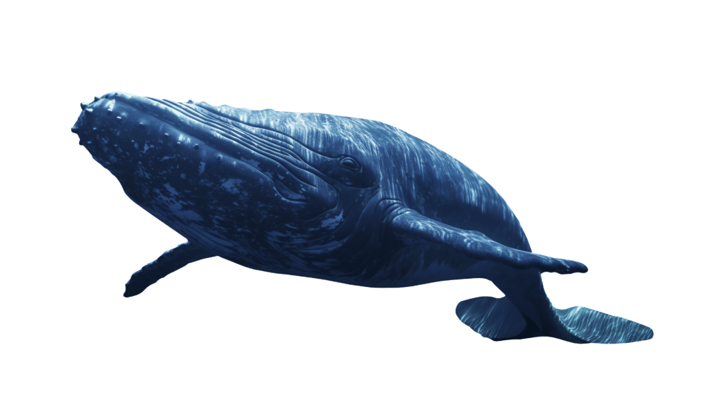 Une baleine bleue