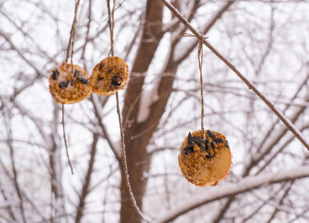 3 boules de graisse et de graines pour les oiseaux