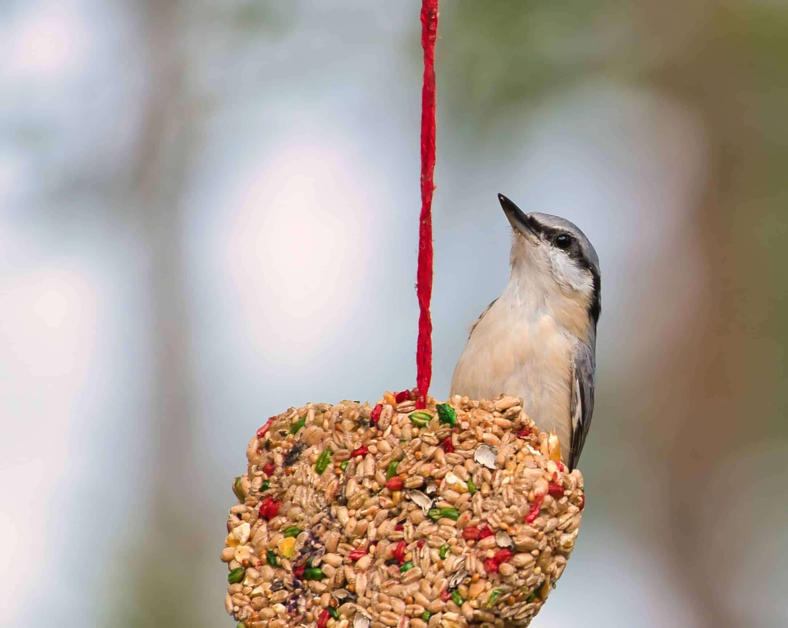 Un oiseau sur une boule de graisse