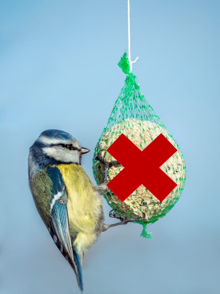 Mésange bleue accrochée au filet d'une boule de graisse, attention danger