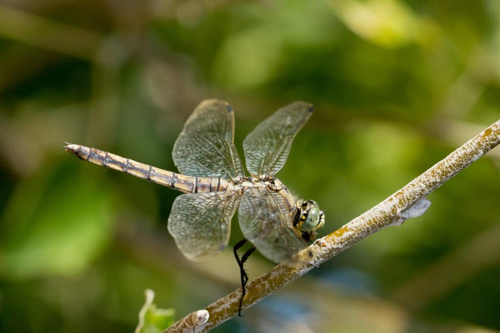 Une libellule sur une branche