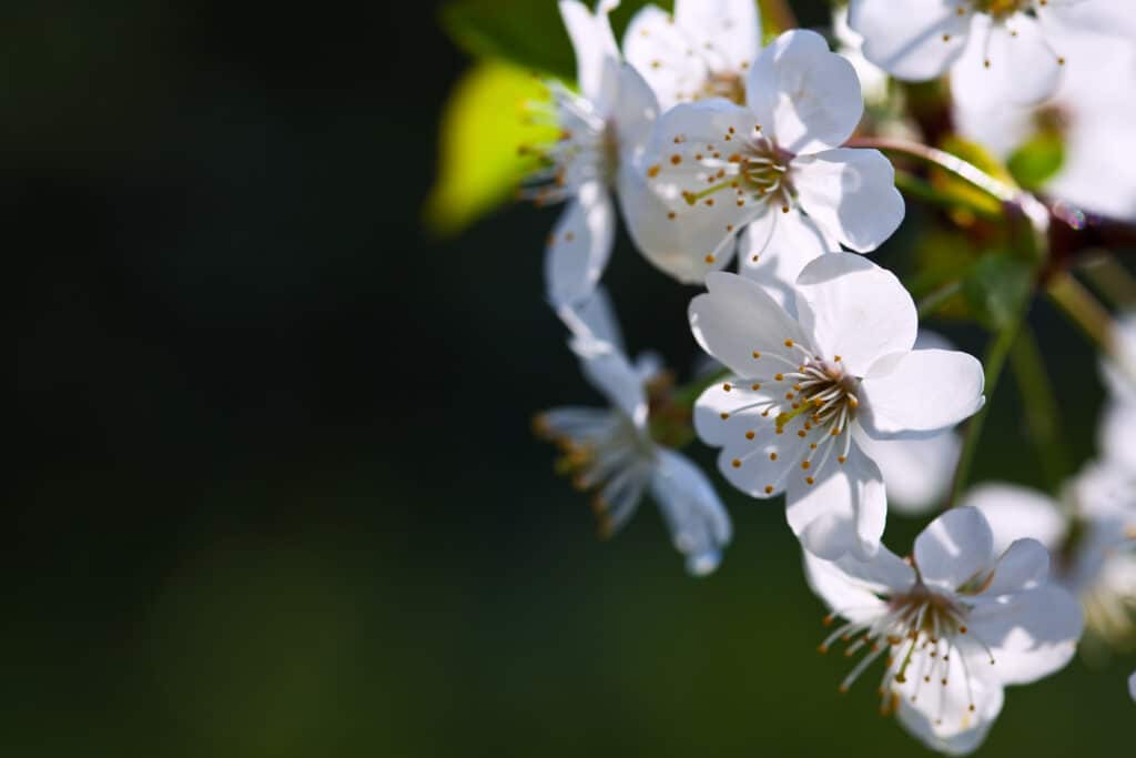 Fleurs blanche sur un arbre au printemps