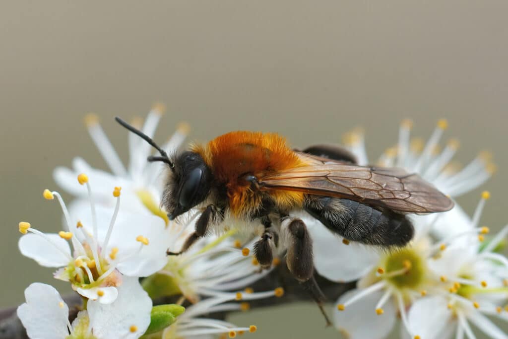 Abeille grise Andrena nitida sur un arbre en fleur