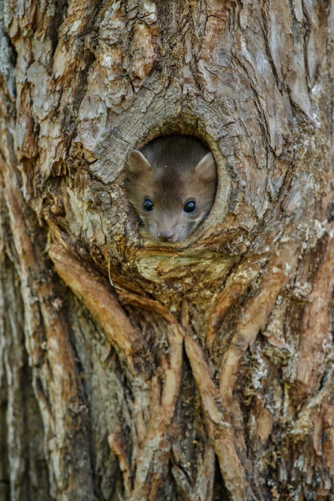 Animal qui vit dans le tronc d'un arbre