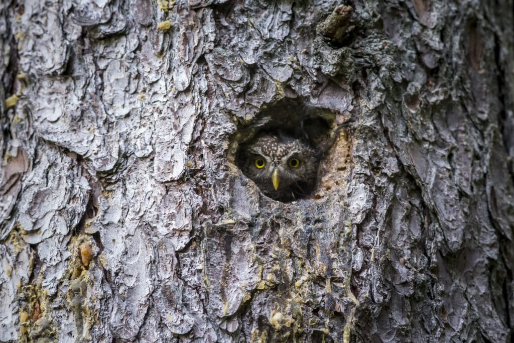 Chouette dans le tronc d'un arbre