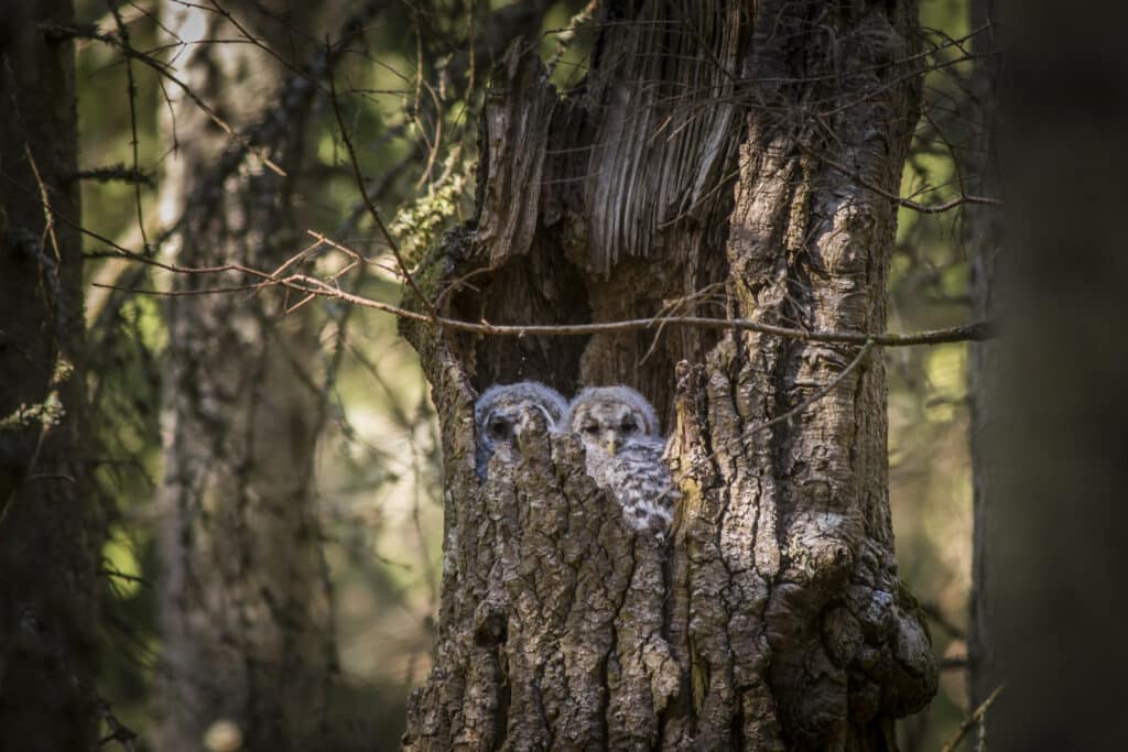 Chouettes dans le tronc d'un arbre creux