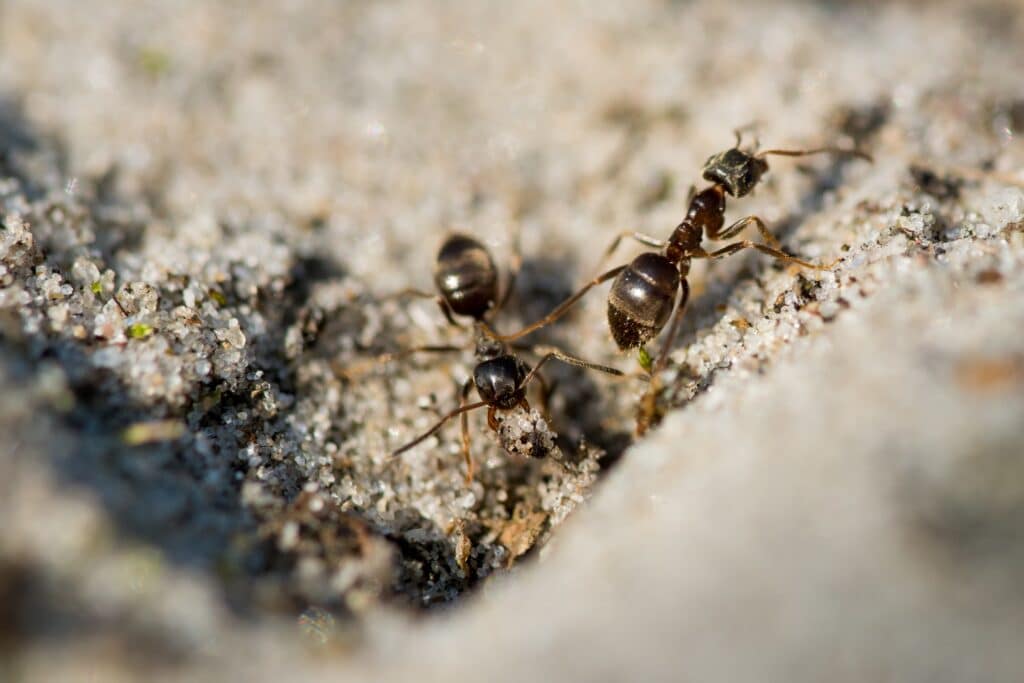 Deux fourmis dans le sable
