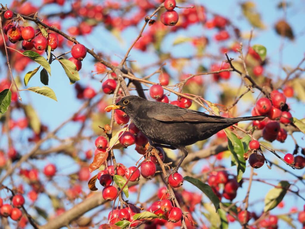 Un merle qui mange les fruits d'un arbre