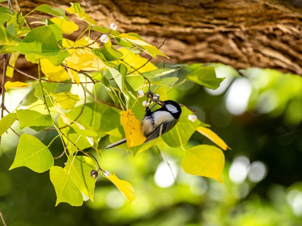 Mésanges sur les branches d'un arbre