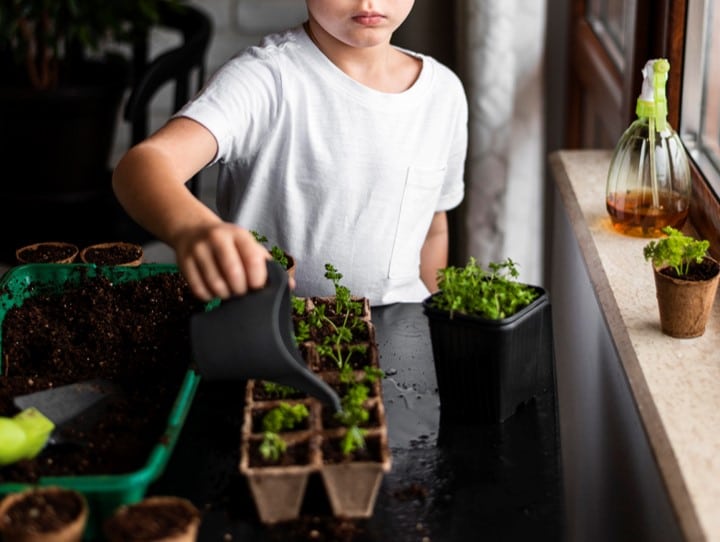 Créer et entretenir un mini jardin en pot