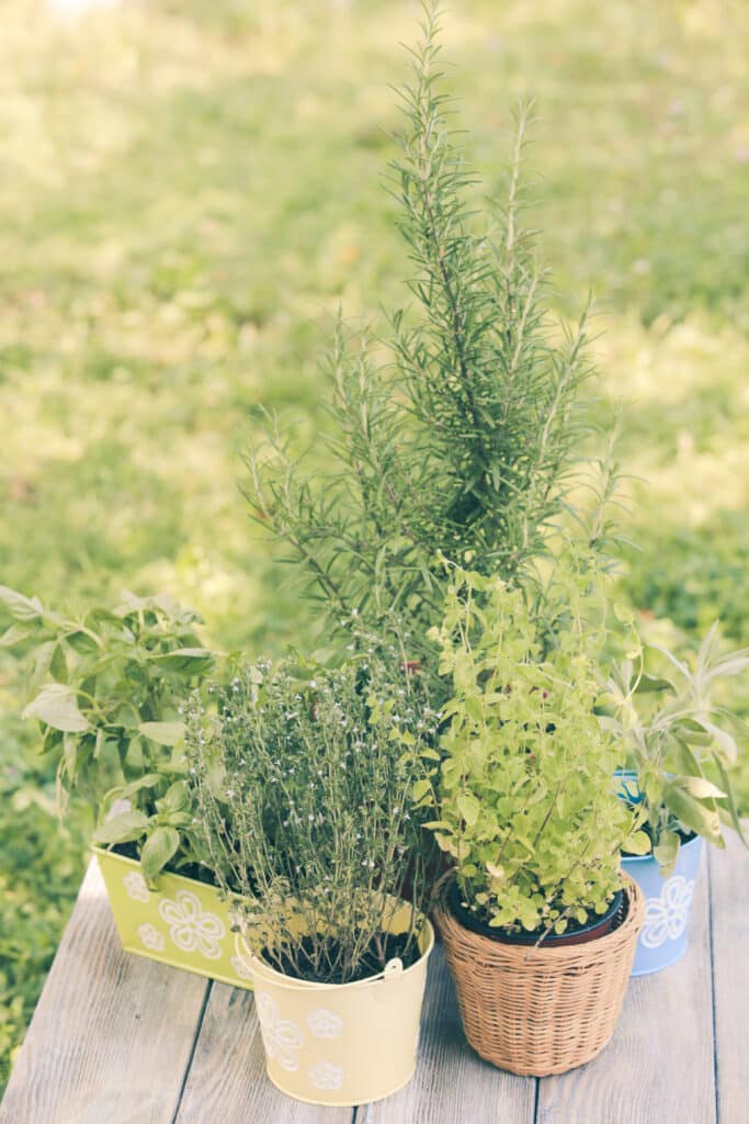 Plantes aromatiques en pot
