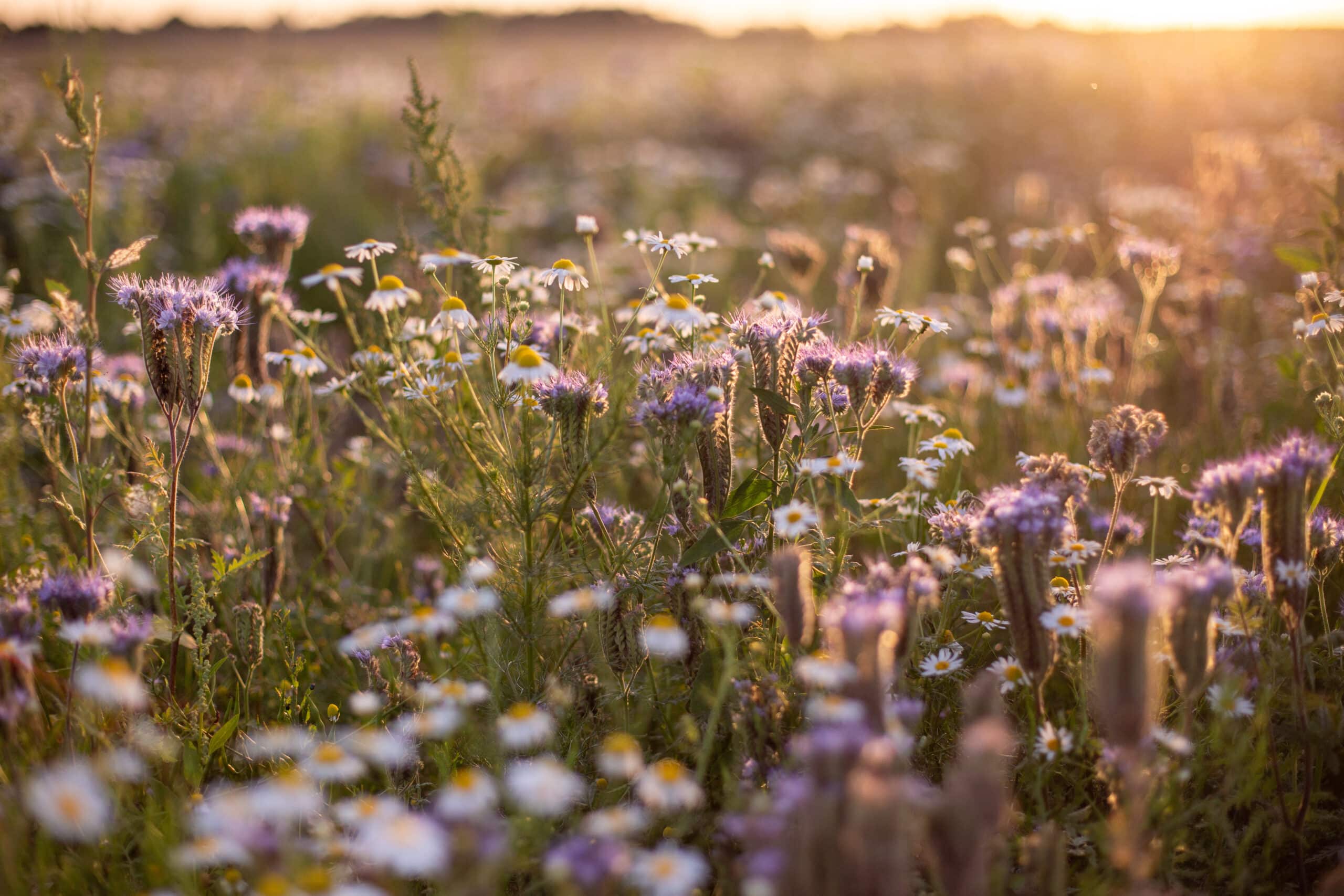 Fleurs sauvages au printemps